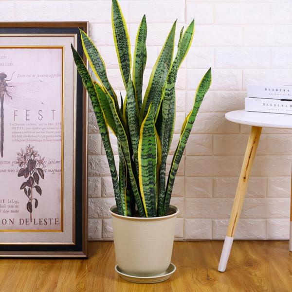 有些花就要陰著養，暴曬的後果你懂得