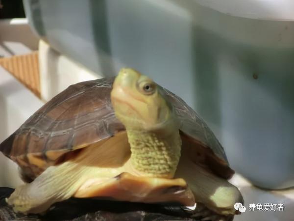 食物結構不同，餵食頻率不同，養出的龜竟有如此差距？