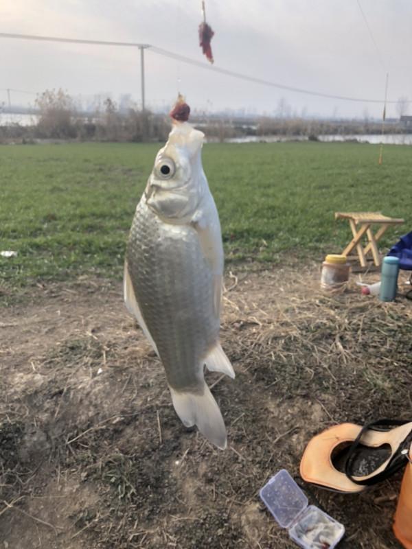 首次體驗冰窟釣魚，收竿時魚口還是那麼暴躁