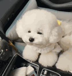 狗界公認“無攻擊性”的幾種狗,城市也能放心養 狗界公認“無攻擊性”的幾種狗,城市也能放心養