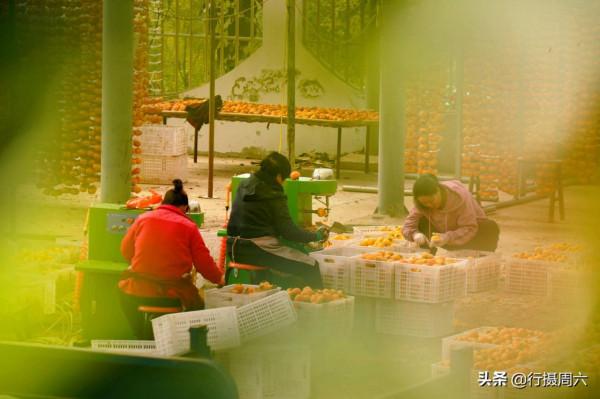 山西大山農民用柿子裝扮的小山村，成網紅打卡地，看美成啥樣