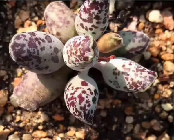 長得像動物的5種多肉，簡直萌翻天了，讓你一眼就愛上