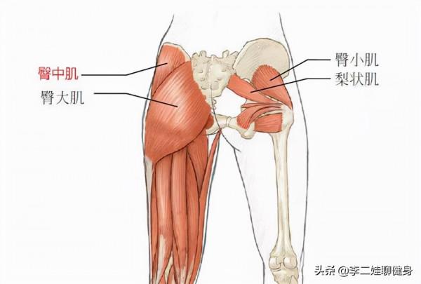 深蹲早已不是練臀的最佳動作，臀推才是