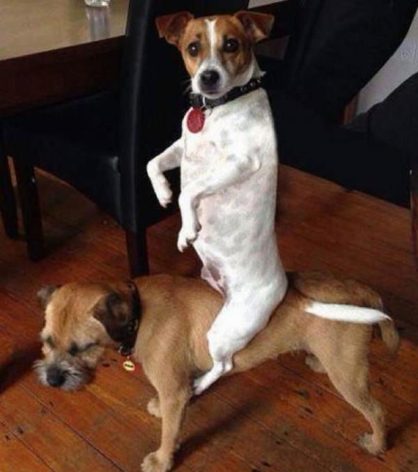 因搞破壞被抓時的狗狗,它的表情我能笑一天 因搞破壞被抓時的狗狗,它的表情我能笑一天