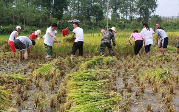妙手回村的故事：王乾孃抓勞力