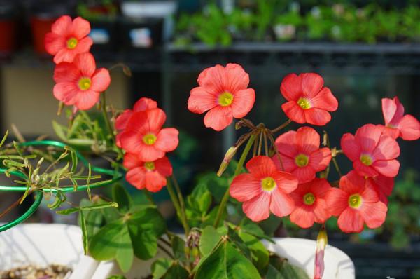 3種&OpenCurlyDoubleQuote;漂亮花&rdquo;，盆越小開花越多，冬天&OpenCurlyDoubleQuote;不怕凍&rdquo;，一個勁開花