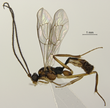 貴州雷公山國家級自然保護區發現中國昆蟲新紀錄