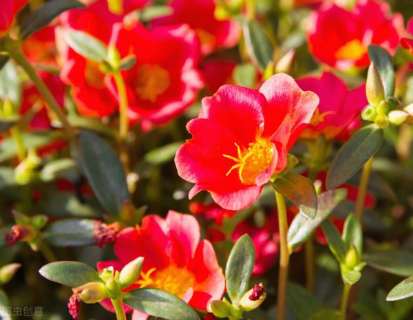 太陽花花苞乾枯?問題出在3點上,處理得當,依舊是“最靚”的花 太陽花花苞乾枯?問題出在3點上,處理得當,依舊是“最靚”的花