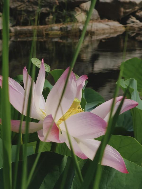 步入圓明園西區 皇帝的寢室