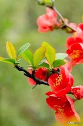 分享——海棠花