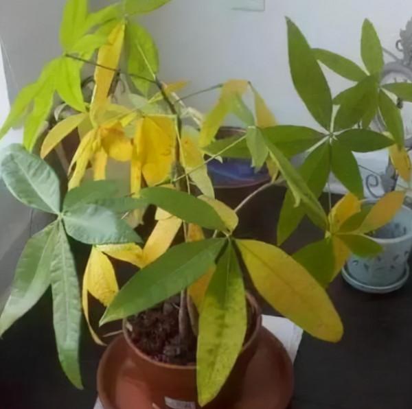 植物黃葉“病”難治，看看這5點，就能保證葉片油綠