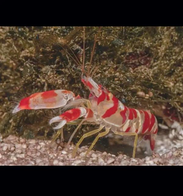 自帶手槍的蝦你見過嗎? 自帶手槍的蝦你見過嗎?