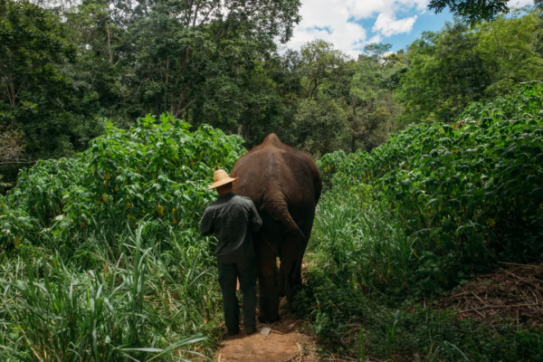 在西雙版納，救護亞洲象的人：喂藥時需“鬥智鬥勇”，它們聽得懂簡單的指令，能區分飼養員