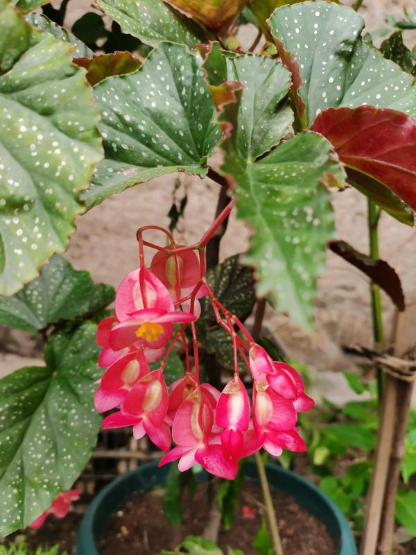 老教師愛養的7種花,書香氣飄滿屋,文化底蘊十足 老教師愛養的7種花,書香氣飄滿屋,文化底蘊十足