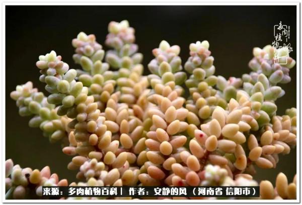 陽臺多肉黨的幸福生活 陽臺多肉黨的幸福生活