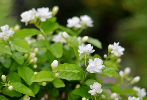 兒童房就養&OpenCurlyDoubleQuote;4種花&rdquo;，色彩明亮，好養旺盛，淨化空氣又漂亮