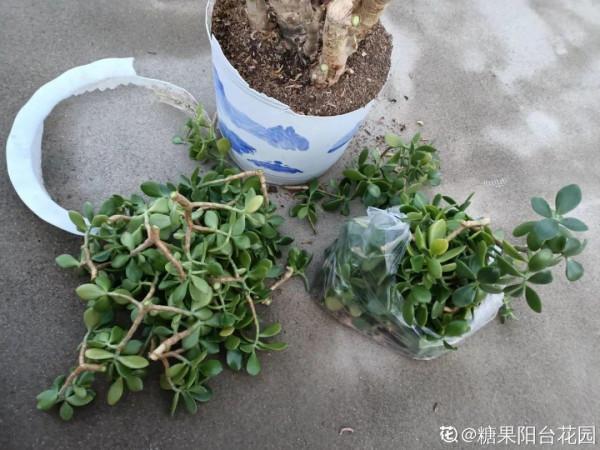 養花大棚倒閉,“貴貨花”路邊扔了一地,後悔沒帶個大麻袋 養花大棚倒閉,“貴貨花”路邊扔了一地,後悔沒帶個大麻袋