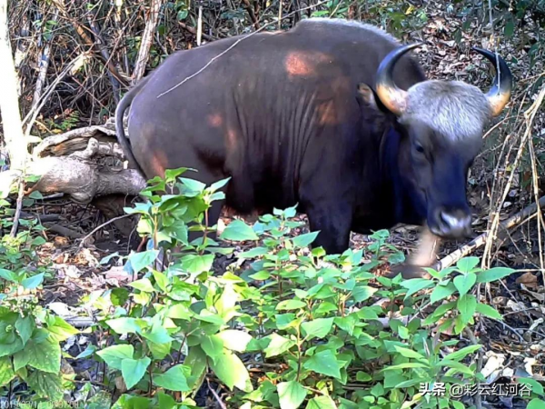 嗨!牛魔王 嗨!牛魔王