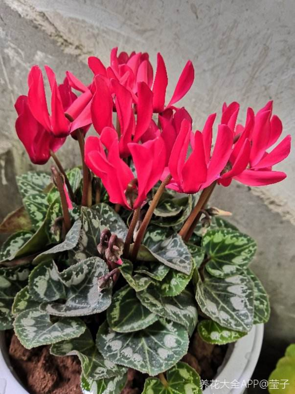 養了5年仙客來的老花匠,跟他學習後,原來爆盆秘訣這麼簡單 養了5年仙客來的老花匠,跟他學習後,原來爆盆秘訣這麼簡單