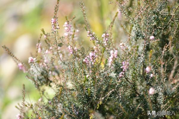 萬物起始，立春暖陽下，等待花園甦醒 &vert; 園丁