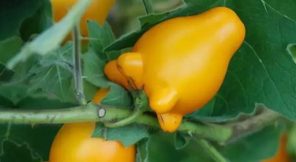 100種常見花卉的播種栽培大全,送給愛養花的你 100種常見花卉的播種栽培大全,送給愛養花的你