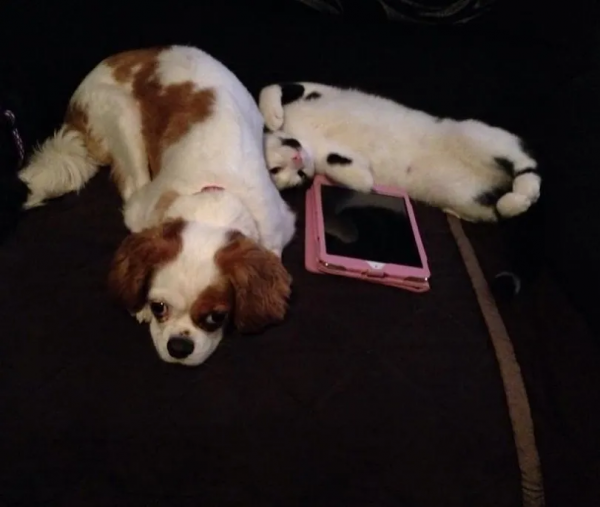 營養不良的貓，憑本事把自己喂成“豬”