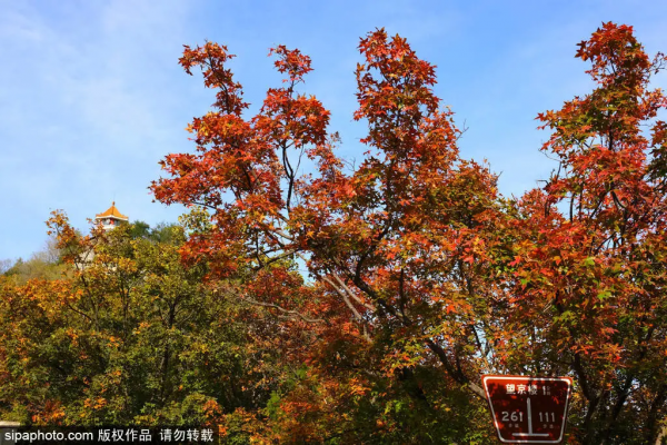 部分免費！北京賞秋“價效比”最高選擇都在這兒了！