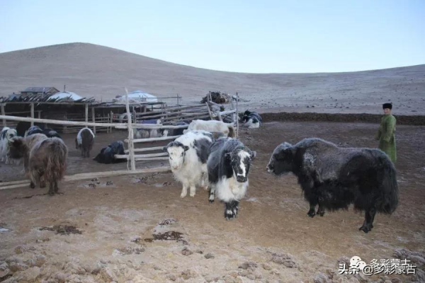 草原牧民人家的一天