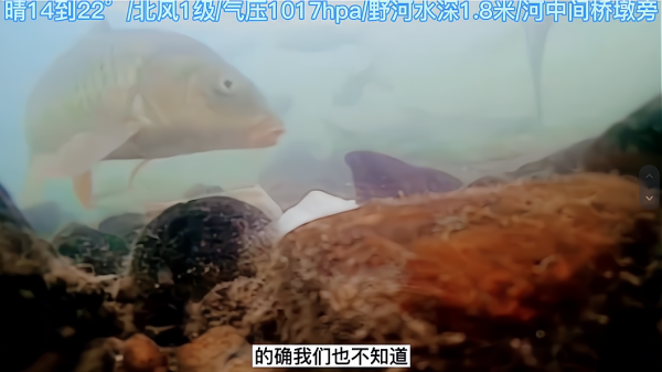 壓縮餅乾打窩是交智商稅嗎?釣魚人實測,水下鏡頭記錄全過程 壓縮餅乾打窩是交智商稅嗎?釣魚人實測,水下鏡頭記錄全過程