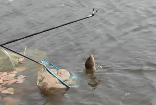 冬天越冷，魚就越不好釣？教你怎麼爆連大板鯽