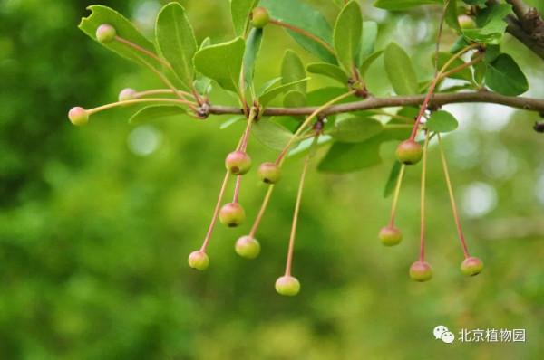 春華秋實,賞海棠紅果正當時~ 春華秋實,賞海棠紅果正當時~