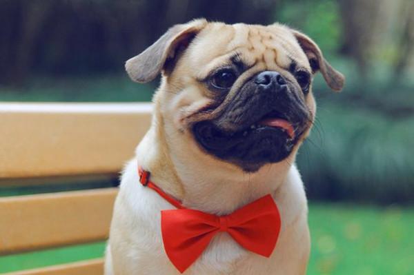 巴哥犬太臭怎麼辦？送你“10”個妙招