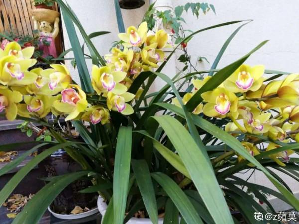 10種花不怕冷,先別搬進屋,放外面凍一凍,開花更旺 10種花不怕冷,先別搬進屋,放外面凍一凍,開花更旺