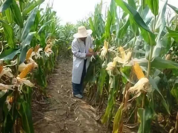 小夥放棄學業回鄉創業,水上養雁、水下養魚,年銷售額達1500萬元 小夥放棄學業回鄉創業,水上養雁、水下養魚,年銷售額達1500萬元