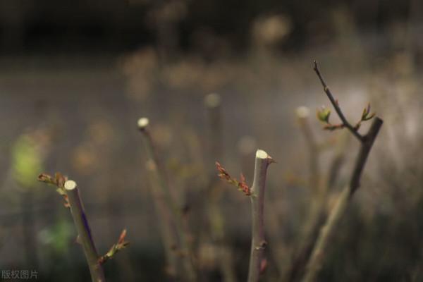 月季休眠有3個特徵，出現這3個特徵時，應該及時去做4件事