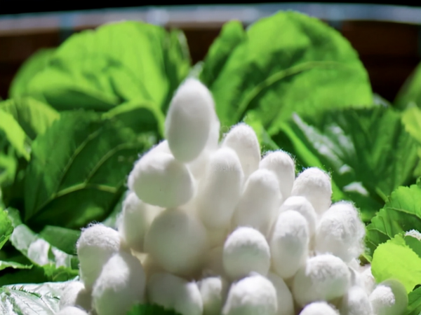 民間故事:“蠶縣絲王”趙邦國,智鬥日本人,變賣家產抗戰救國 民間故事:“蠶縣絲王”趙邦國,智鬥日本人,變賣家產抗戰救國