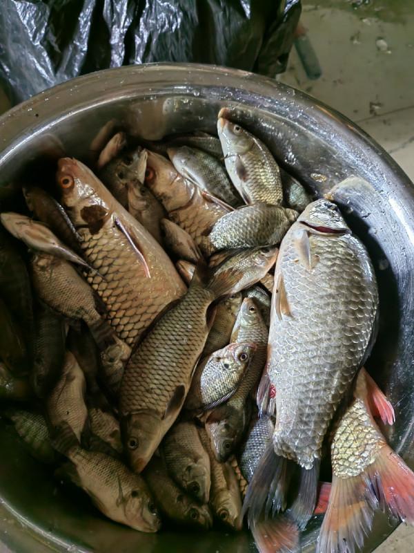 準備倉促確有意外驚喜，探釣之行忠愛橋