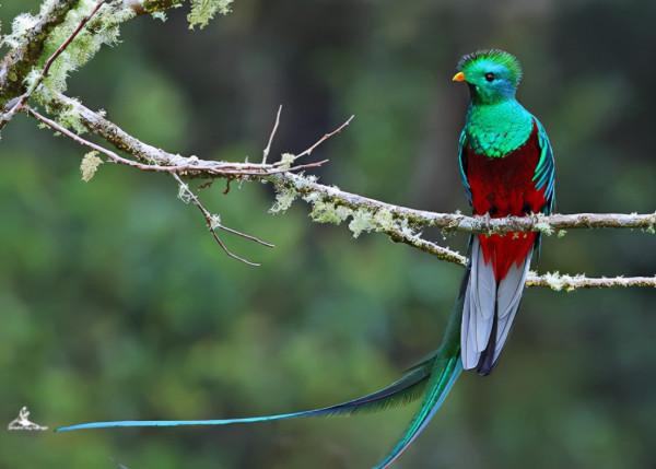 66張圖片帶你看看，那些有著驚豔“顏值”的動物