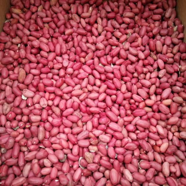 遼寧花生最新報價