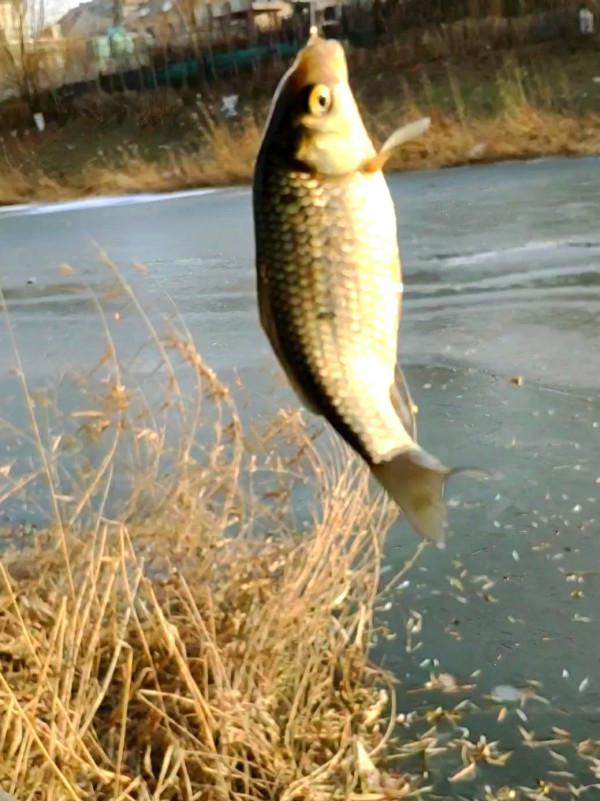 氣溫零下破冰垂釣,雙尾收杆漁獲爆盆 氣溫零下破冰垂釣,雙尾收杆漁獲爆盆