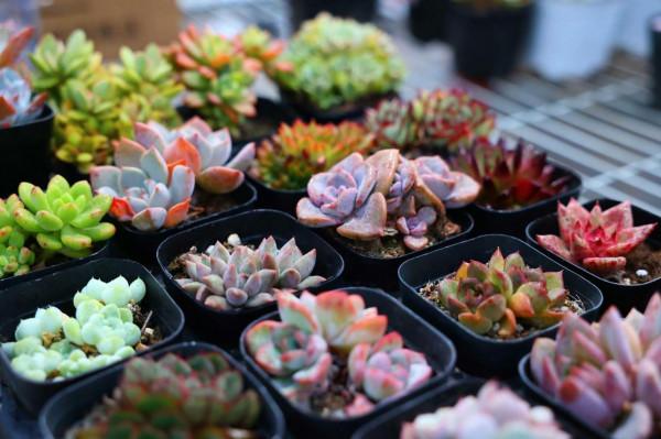 山東男子花費5萬買一盆多肉綠植，越養越值錢，到底長啥樣