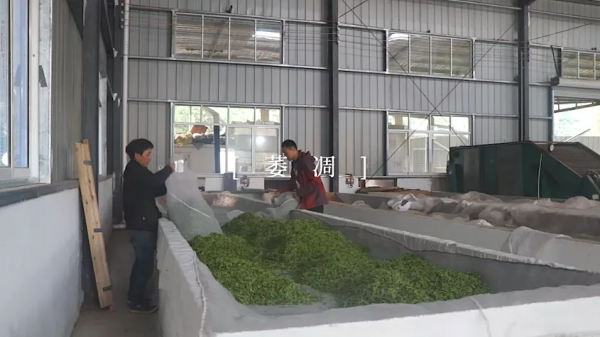 祁門紅茶製作工藝