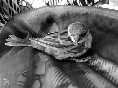 一隻麻雀的小確幸 從屋簷上跌落開始