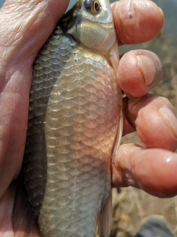 [十週年亅艱難釣魚路,我用妙招撬開鯽魚口 [十週年亅艱難釣魚路,我用妙招撬開鯽魚口