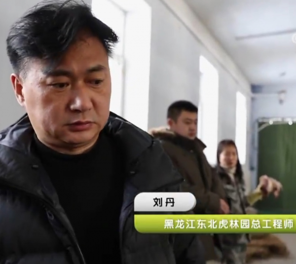 野生動物專家劉丹野化訓練東北虎，訓練虎崽，讓東北虎重返山林