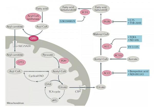 Nature綜述:百年積累,靶向癌症代謝的新藥開發如何迎來突破? Nature綜述:百年積累,靶向癌症代謝的新藥開發如何迎來突破?