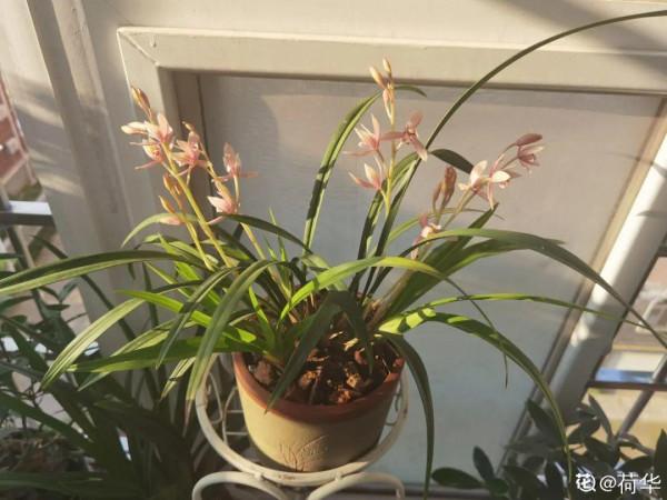 10種“垃圾”不要丟,拿來養花效果好,還能省下一筆錢 10種“垃圾”不要丟,拿來養花效果好,還能省下一筆錢