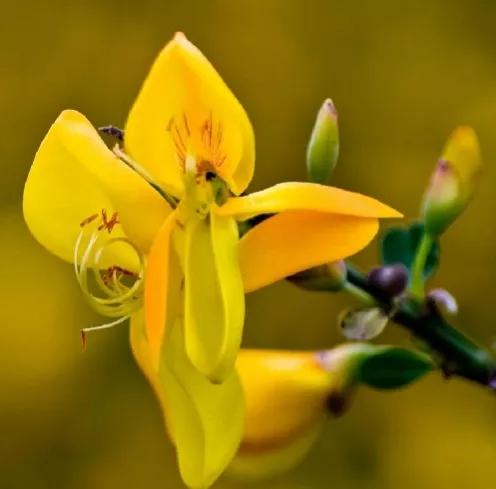 金雀花一一你吃過嗎？