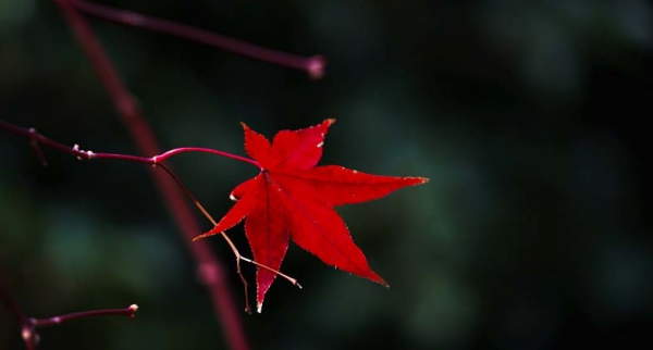 誰言霜葉不如花，​十二首有關霜葉的詩詞，看霜葉，悟人生
