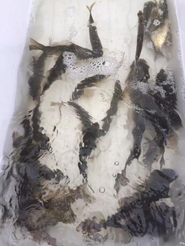 老釣魚人強力推薦秋冬這幾款中草藥釣餌,製作簡單,上魚高效 老釣魚人強力推薦秋冬這幾款中草藥釣餌,製作簡單,上魚高效